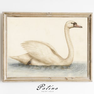 Vintage Swan Print | Bird Art | Wall Décor | Downloadable Art | Printable Wall Art | WHITE SWAN | 001
