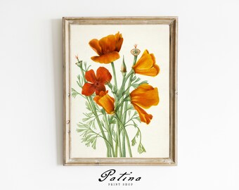 Vintage Floral Print | Flower Watercolor Painting | Spring Flower Art | Antique Farmhouse Decor | Spring Printable | CALIFORNIA POPPY | 480