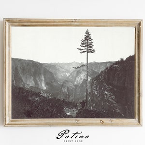 Photograph of Yosemite | Vintage Photo Landscape | Downloadable Photo | Black and White Antique Print | BIG TREE | 180
