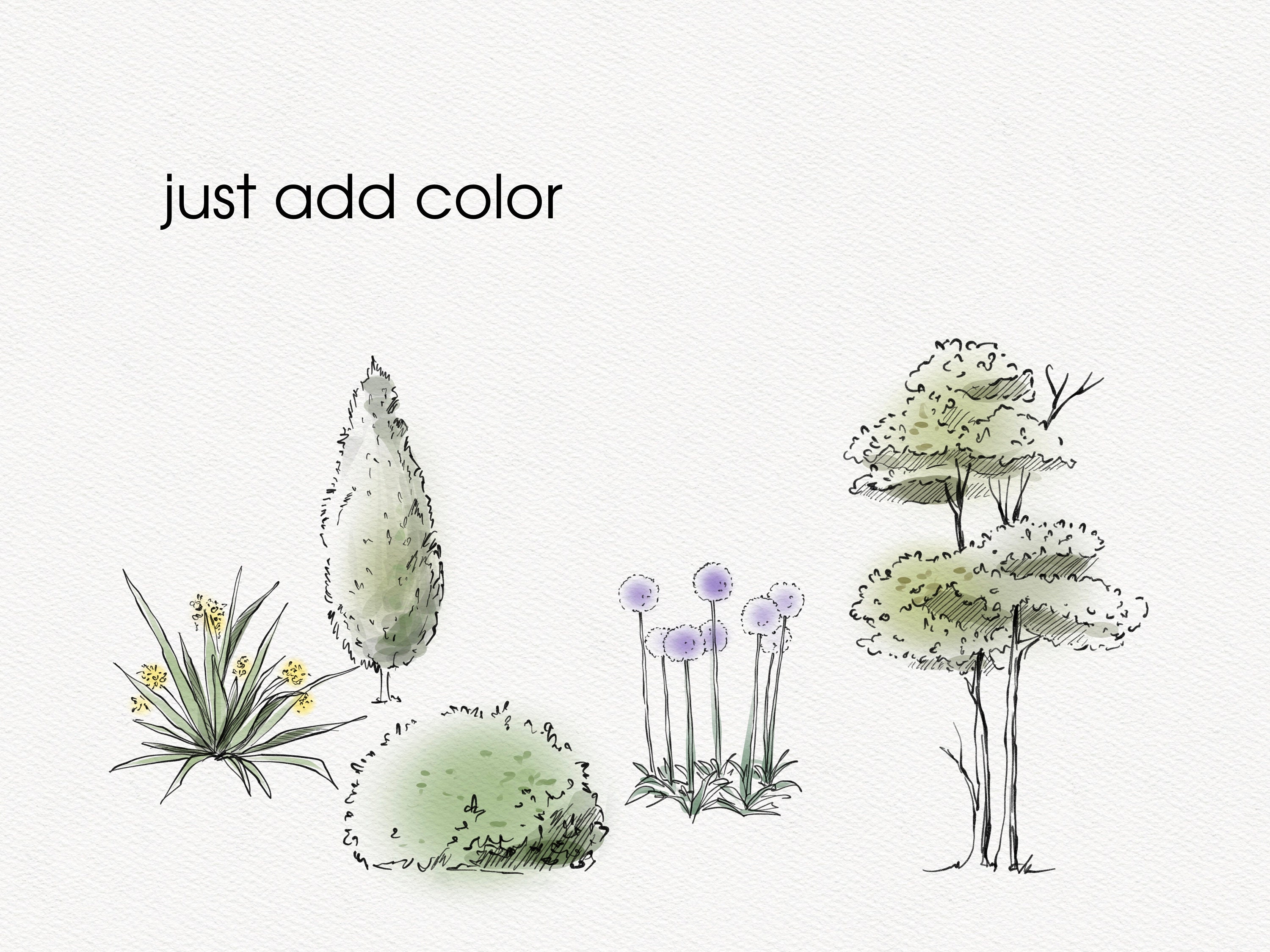 Procreate Landscape Draft Tree Brushes, Trees Procreate Stamp Set, Tree ...