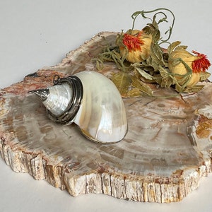 May include: A white seashell with a silver clasp sits on a petrified wood slice with dried flowers.