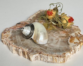Antique Nautilus Shell Snuff Box