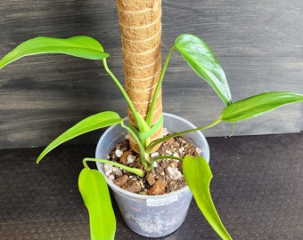 US Seller Monstera Burle Marx Flame. Rooted.  Free Shipping