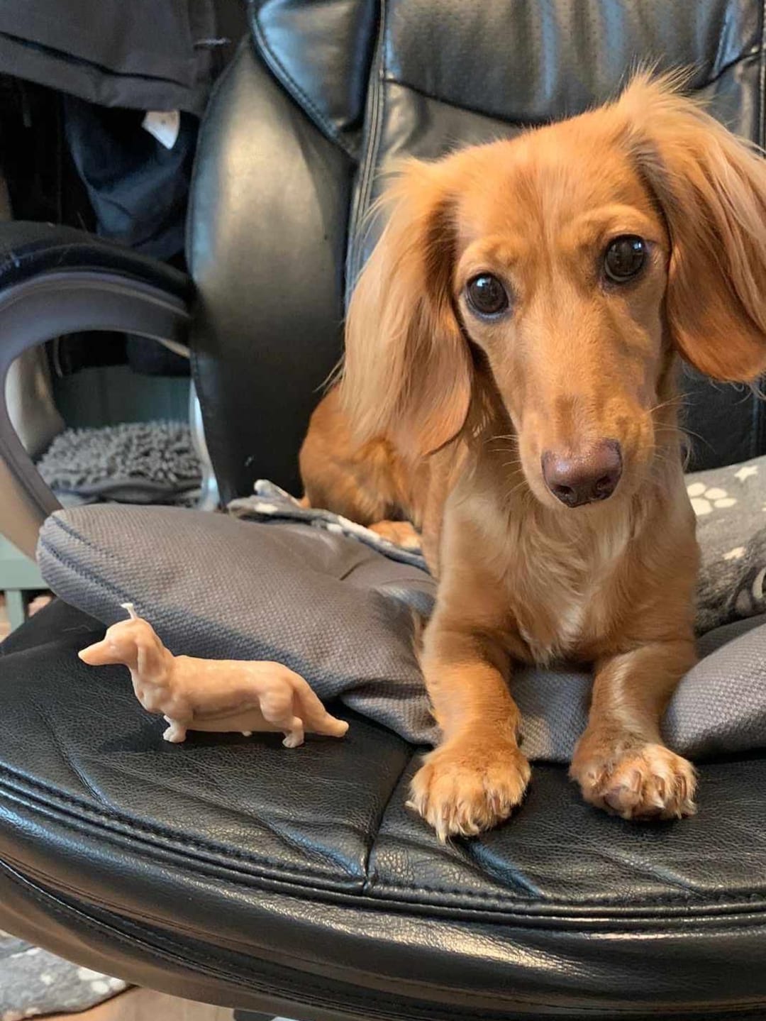 Long Haired Housebreaking A Dachshund In Days Miniature Dachshund