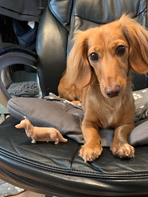 Wire Haired Dachshund 2 Car Seat Cover (Set of 2) Wire Haired Dachshund 2 Car Seat Cover (Set of 2)