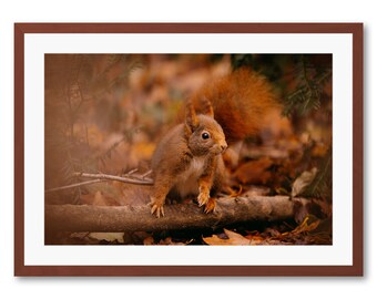 Reproductions or Art Prints in limited edition, photography: very curious red squirrel