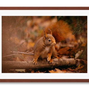 Écureuil roux bien curieux - Reproductions ou Tirages d&#39;Art en édition limitée, photographie.