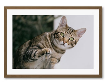 Reproductions or Art Prints in limited edition, photography: Armstrong the little family cat, our pet