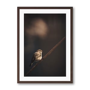 Petit passereau sur son roseau - Reproductions ou Tirages d&#39;Art en édition limitée, photographie.