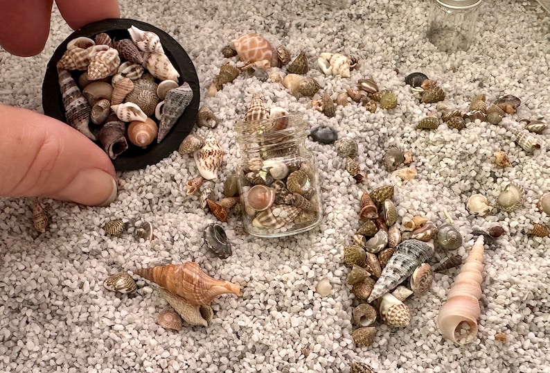 Miniature Seashells, Dollhouse Accessories for Beach House or Scene ...