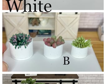 May include: Three sets of miniature succulent plants in white pots. The first set has a pink and green succulent, the second set has a green succulent, and the third set has a pink succulent. The sets are labeled A, B, and C.