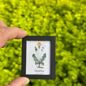May include: A miniature framed botanical print featuring a dandelion illustration. The artwork shows a detailed depiction of the plant with its yellow flower, green leaves, and roots. The frame is black, and the text "Dandelion" is visible.