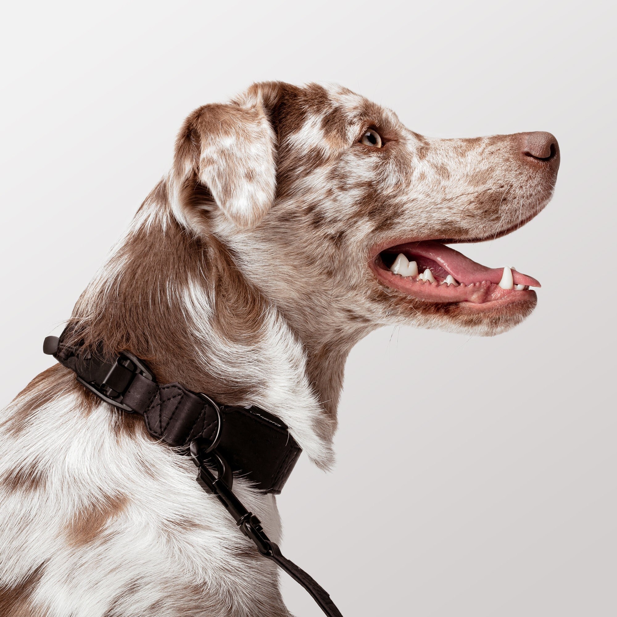 Collier de Chien Durable en Cuir Liège Naturel Pour Airtag ou Tile