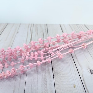 Pink preserved lion tails dried flowers kurumabana preserved stem house decorations DIY flowers 6-8 stems 19”-20”