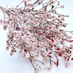 25g of soft preserved mute red stems pink and white crystal flowers German Statice Limonium lover grass bunch 16”-18” tall