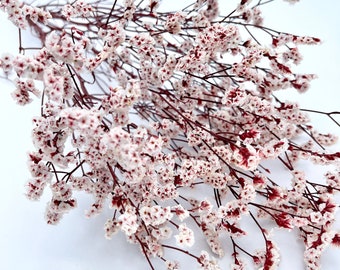 May include: A bunch of dried baby's breath flowers with white blossoms and burgundy stems.