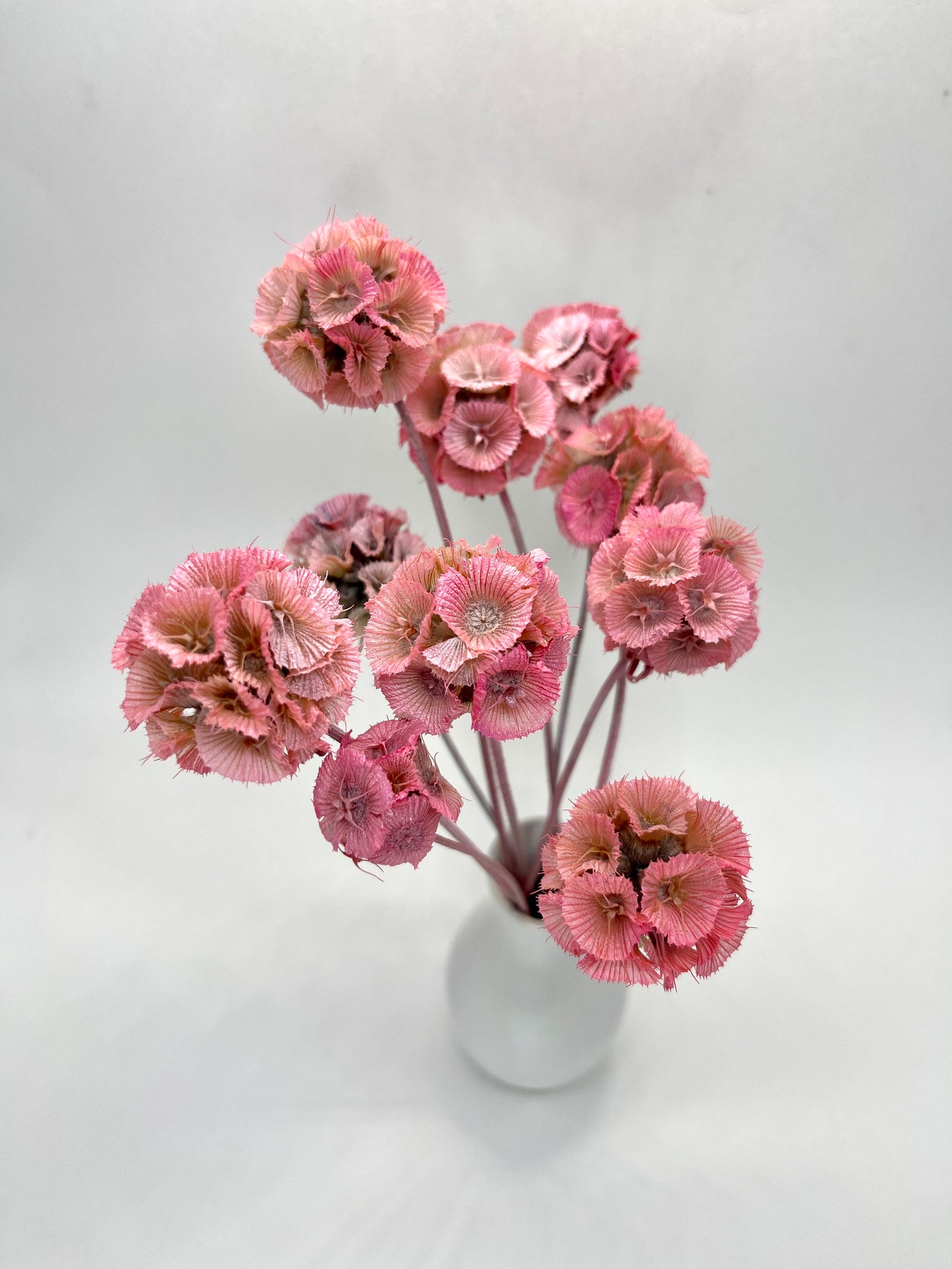 Preserved Flower Windmill Fruit Dried Flower Wholesale Etsy