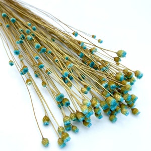 50+ PCs of preserved dried happy flowers- Blue
