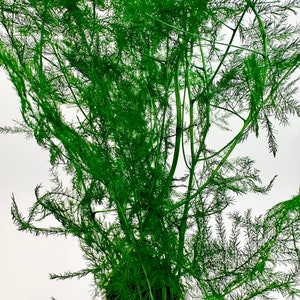 5 stems of Preserved Flower Asparagus 16”-20” Green fine fern preserved foliage