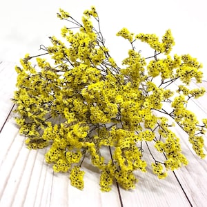 25g of soft preserved yellow crystal flowers German Statice limonium lover grass bunch 17”-20” tall