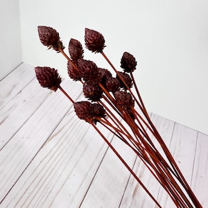 May include: A bundle of dried burgundy-colored flowers with cone-shaped blooms and slender brown stems. The flowers are arranged against a white and light gray wooden background, creating a natural and rustic aesthetic. Ideal for home decor.