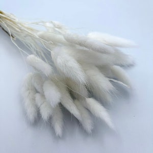 20+ PCs of bunny tails grass lagurus ovatus dried preserved bunny tail bouquet pure white