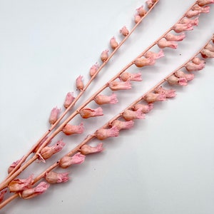 Pink Preserved bell flowers dried flowers home decorations DIY arrangement 3-4 stems 18-20” tall