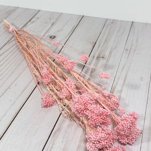 25g Preserved bleached Pink Rice flowers  with Pink flowers flower arrangement* DIY bouquet flowers 20”