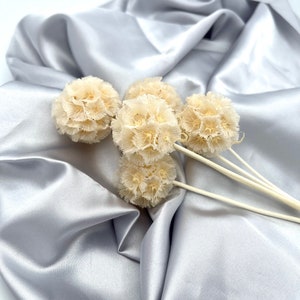 Preserved Flower Windmill fruit dried flower Preserved Foliage Preserved Pristimera Cambodiana scabiosa pods Off white beige