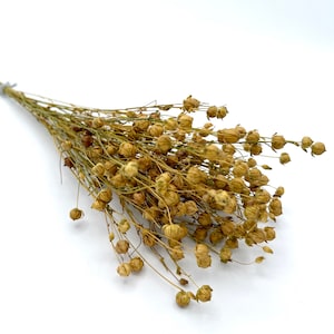 20g+ Natural yellow naturally dried flax seeds dried Linum 13”-14” bunch