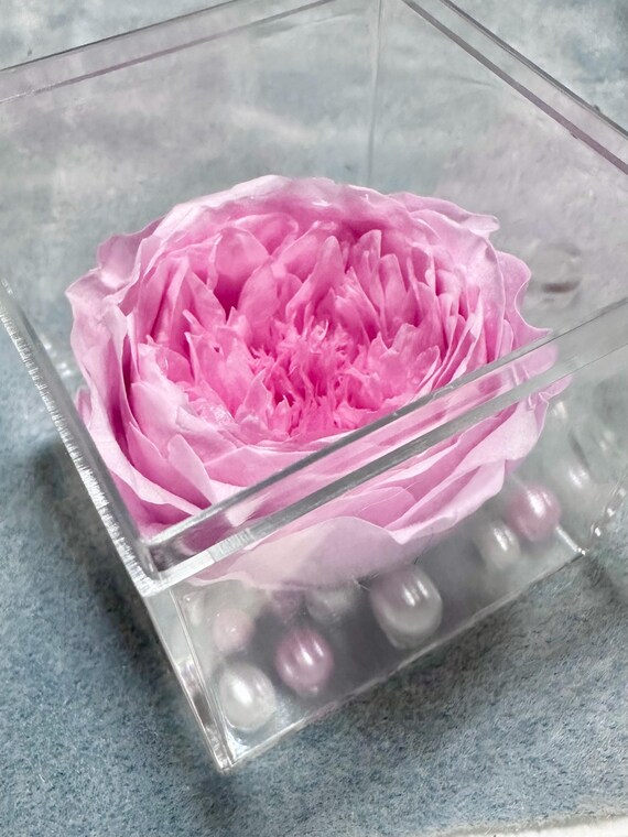A Preserved Single Bloom Peony in a Acrylic Box With Faux Pearls