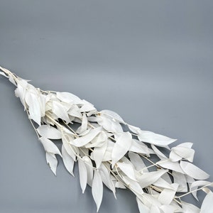 New Italian soft preserved ruscus white 19”-20”