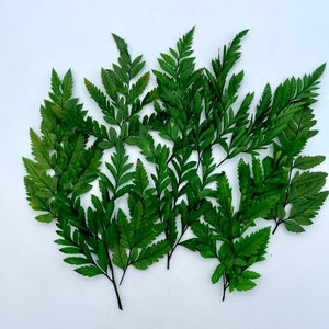 Preserved Leather fern leaf- Green