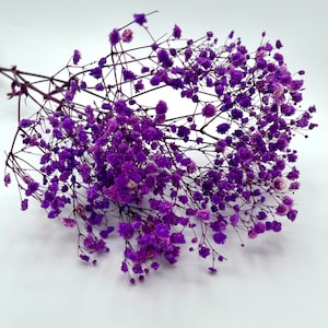 Purple Beautiful fluffy preserved gypsophila baby’s breath flowers very soft 14” 3-4 stems