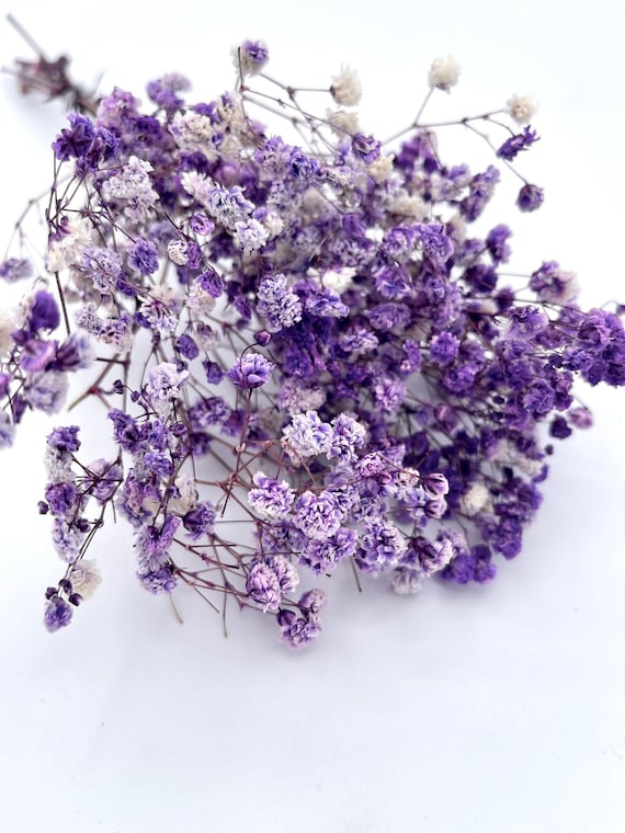 Beautiful Fluffy Purple With White Preserved Gypsophila Babys - Etsy