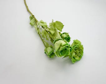 Preserved Green Spray rose with long stem with leaves forever flowers DIY Bouquet bridal wedding arrangement