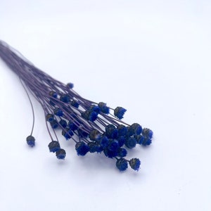 50+ PCs of small happy flowers dried flowers Dark Blue 16”-17”