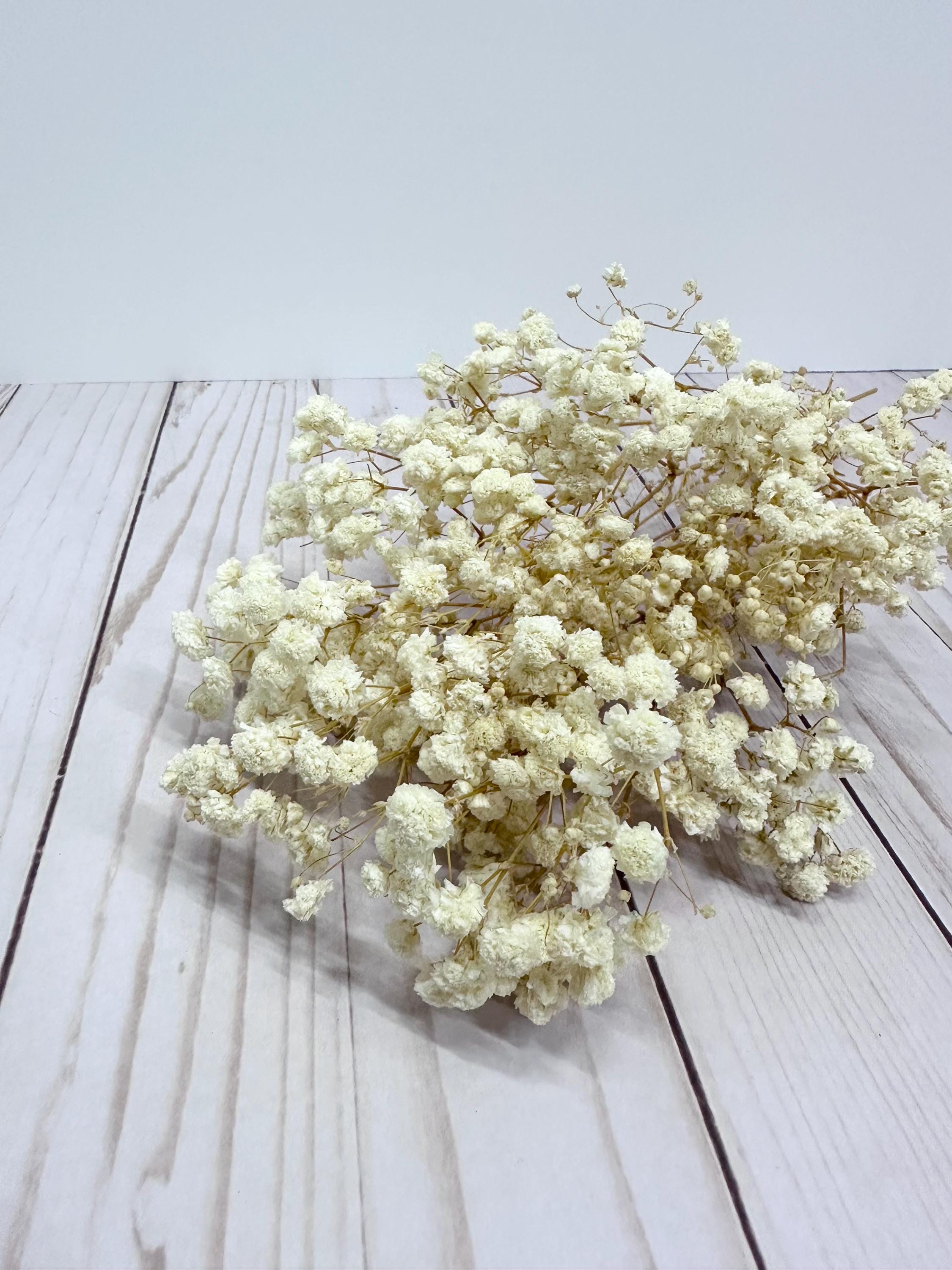Cream off White Beautiful Fluffy Preserved Gypsophila Baby's