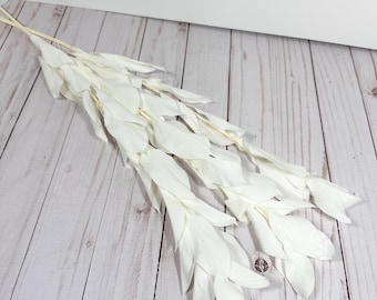 Preserved soft big leaves Ruscus white garden ruscus Orange leaves Israeli Ruscus