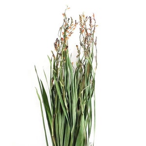 Dried preserved orchid grass renanthera Coccinea flame orchid with orange flowers 20”large bundle