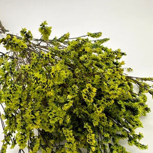 25g of soft preserved Green  crystal flowers German Statice limonium lover grass bunch 16”-17” tall home decorations moss art soap jewelry