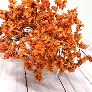 25g of soft preserved Orange Crystal  flowers German Statice limonium lover grass bunch 17”-20” tall