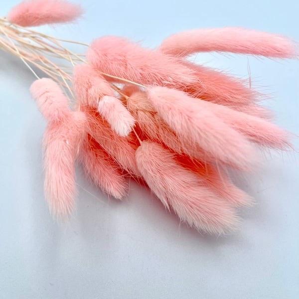 20+ PCs of bunny tails grass lagurus ovatus dried preserved bunny tail bouquet Light Pink