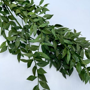 Preserved Basil green soft  Ruscus rustic style preserved foliage wedding decorations diy 18”-20”