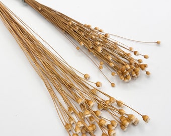 Large head happy flowers 50 PCs stems dried preserved happy flowers natural beige 18”-20”