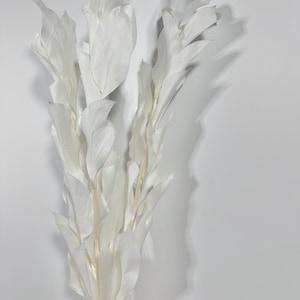 Preserved soft big leaves Ruscus white garden ruscus Orange leaves Israeli Ruscus