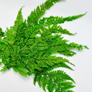 May include: A bunch of green ferns with delicate fronds arranged on a white background.