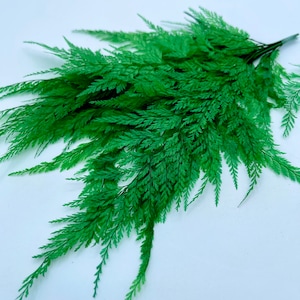 10 PCs of preserved Green lace fern/ Odontosoria white leaf wedding flowers DIY floral bouquet arrangement 7”-9”