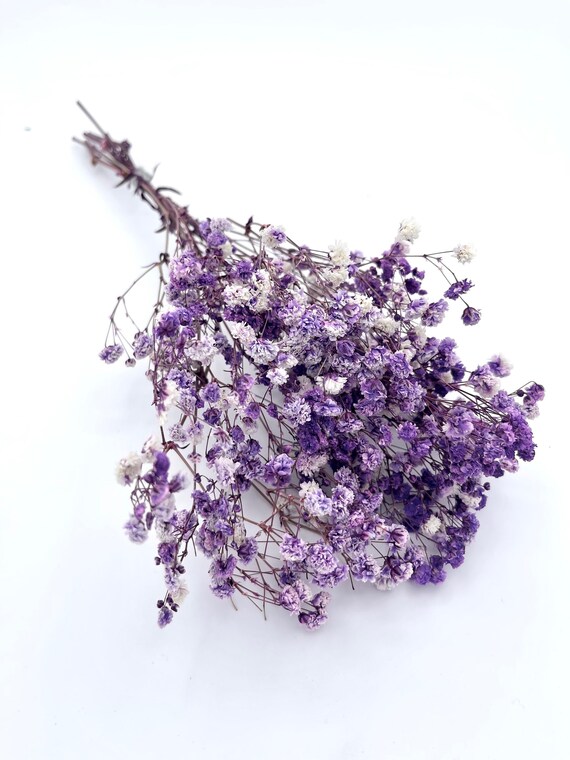 Beautiful Fluffy Purple With White Preserved Gypsophila Babys - Etsy