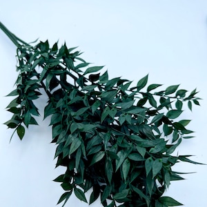 Preserved Dark green soft Ruscus rustic style preserved foliage wedding decorations diy 18”-20”